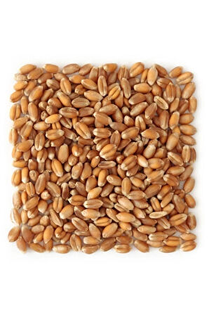 Yemlik Buğday 5 Kg 