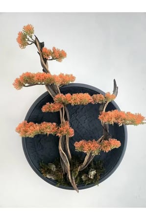 El Yapımı Driftwood Bonsai – Turuncu Yapay Yapraklar ve Gerçek Ağaç Gövdeli Duvar Dekoru
