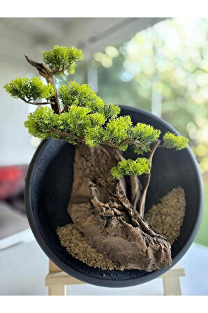 El Yapımı Driftwood Bonsai – Gerçekçi Yapay Yapraklı Duvar Dekoru - Tablo