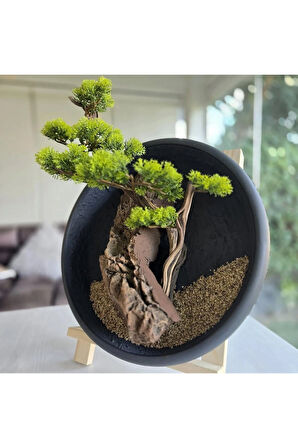 El Yapımı Driftwood Bonsai – Gerçekçi Yapay Yapraklı Duvar Dekoru - Tablo