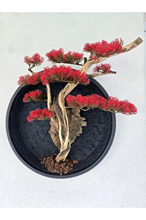 El Yapımı Driftwood Bonsai – Kırmızı Yapay Çiçekli Duvar Dekoru