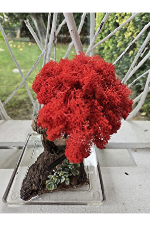 El Yapımı Kırmızı Bonsai Ağaç – Doğal Dal Tabanlı Dekoratif Masa Dekoru