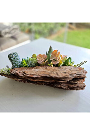 El Yapımı Sukulent ve Kaktüs Dekoru – Ağaç Kabuğu Üzeri Doğal Masa Üstü Süs