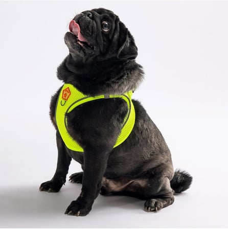 Pawstar Neon Sarı Air-Mesh Göğüs Tasması Kedi Köpek Göğüs Tasması Neon Sarı 3Xs