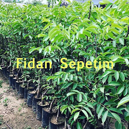 2 Yaş Aşılı Chandler Ceviz Fidanı