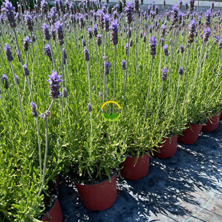 Fransız Lavanta Fidesi 'Lavandula Dentata' 5 Adet
