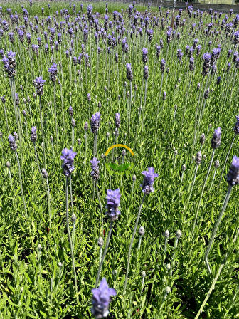 Fransız Lavanta Fidesi 'Lavandula Dentata' 5 Adet