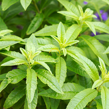 5 Adet 2 Yaş Limon Melisa Fidanı Paketi 'Aloysia triphylla Citriodora'