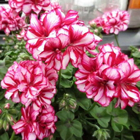 Nadir Bitki Katmerli Sarkan Grandeur İvy Arctic Rose Sakız Sardunya Fidesi (1 adet)