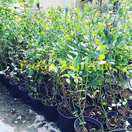 2 Yaş Duke Çeşiti Yaban Mersini Fidanı