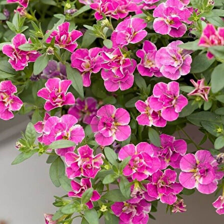 Calita Katmerli Double Pink Splash Petunya Çiçeği Fidesi (1 adet)