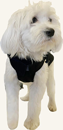 Rood Köpek Yağmurluk Airtag Uyumlu