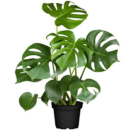 Çok Gövdeli İri Yapraklı Deve Tabanı - XL (Monstera Deliciosa)