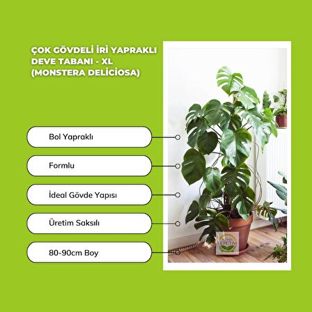 Çok Gövdeli İri Yapraklı Deve Tabanı - XL (Monstera Deliciosa)