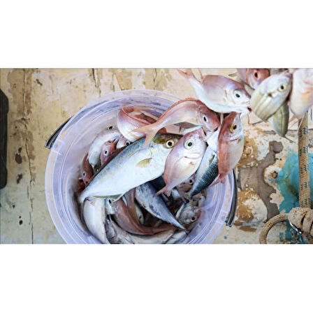 Dodes Misina İpi 300 Metre