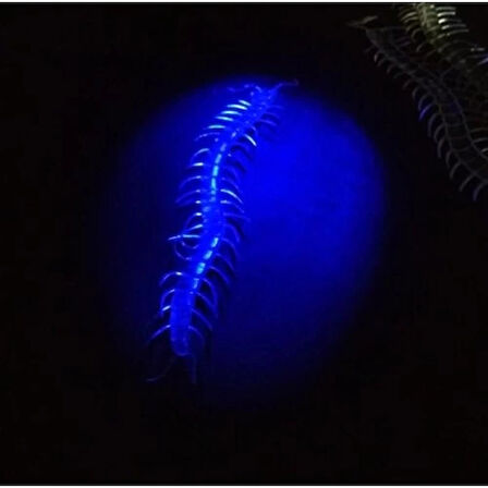 Dodes Şeffaf Renk Karanlıkta Parlayan Fosforlu Kırkayak 13 cm 1 Adet