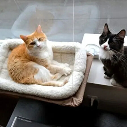 Dodes  PetZoom Pencereye Monte Kedi Yatağı