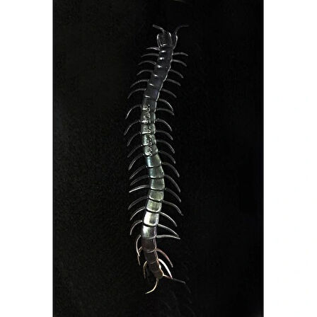 Dodes Karanlıkta Parlayan Fosforlu Kırkayak