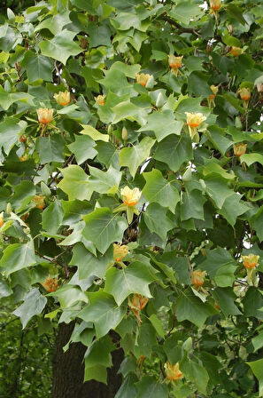 2 Yaşında Lale Ağacı (Liriodendron tulipifera) Fidanı - Bahçeniz İçin Zarif ve Gösterişli Bir Ağaç