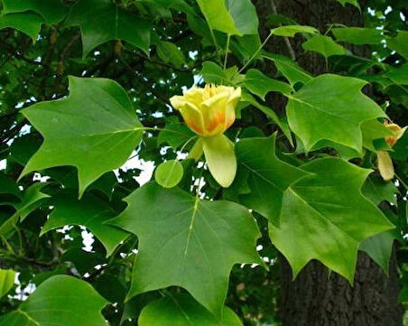 2 Yaşında Lale Ağacı (Liriodendron tulipifera) Fidanı - Bahçeniz İçin Zarif ve Gösterişli Bir Ağaç