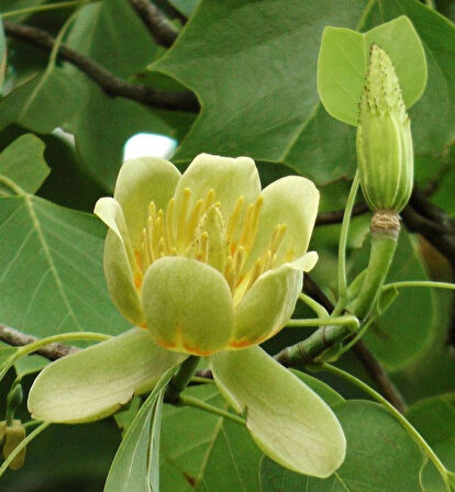 2 Yaşında Lale Ağacı (Liriodendron tulipifera) Fidanı - Bahçeniz İçin Zarif ve Gösterişli Bir Ağaç