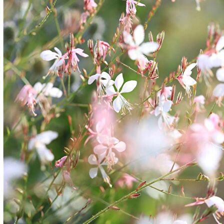 Saksılı Gaura Çiçeği Fidanı 20 -40 cm Oenothera Lindheimeri ??
