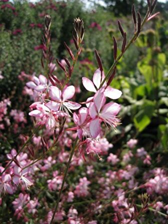 Saksılı Gaura Çiçeği Fidanı 20 -40 cm Oenothera Lindheimeri ??