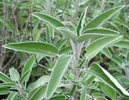 Adaçayı fidanı[ Salvia officinalis]15 20 cm