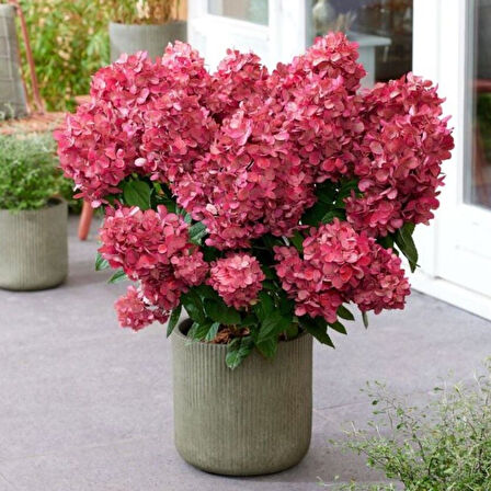 Gösterişli Çiçekleri Olan Bonfire Tüplü Kırmızı Çiçekli Ortanca Çiçeği Fidanı