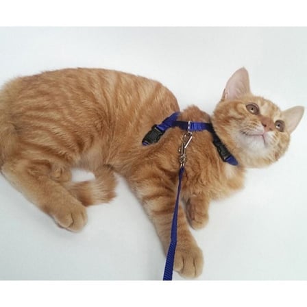 Özel Üretim Hareket Özgürlüğü Aktif Yaşam Konforlu Yapı Kedi Boyun ve Göğüs Tasması