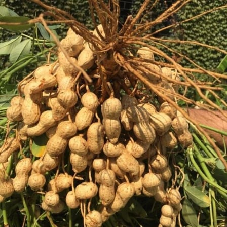 Yeni Sezon Yeni Hasat Çiğ Haşlamalık  Taze Yer Fıstığı Taze Söküm (3 kg)
