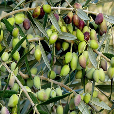 Bodur Yüksek Verimli Koroneiki Zeytin Tohum (500 tohum)