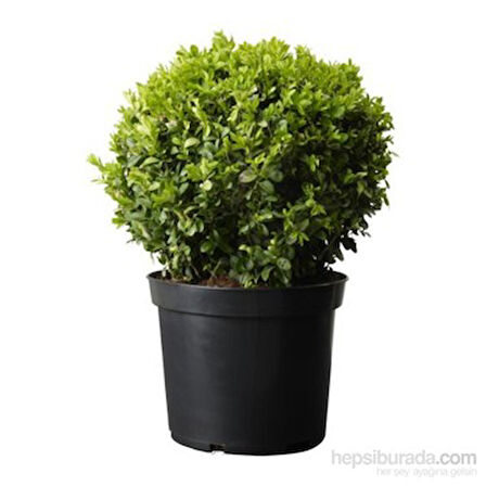 Sempervirens Top Şimşir Fidanı 20-40 cm