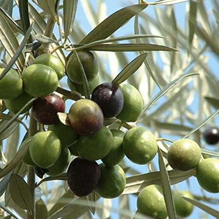 2 Yaş Edremit Zeytin Fidanı