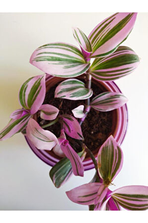 Pembe Telgraf Çiçeği Nanouk Telgraf Çiçeği Tradescantia Nanouk 9 cm'lik Saksıda