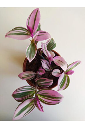 Pembe Telgraf Çiçeği Nanouk Telgraf Çiçeği Tradescantia Nanouk 9 cm'lik Saksıda