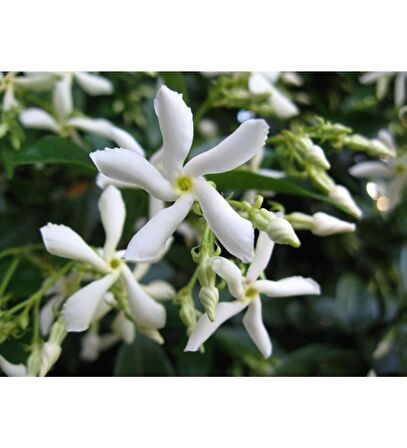 Fidan & Peyzaj - Arap Yasemin (100 cm.+Boy /Rhyncospermum jasminoides Star)