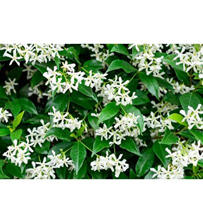 Fidan & Peyzaj - Arap Yasemin (100 cm.+Boy /Rhyncospermum jasminoides Star)