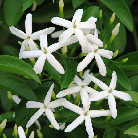 Fidan & Peyzaj - Arap Yasemin (40 - 50 cm. Boyda)  (Jasminum sambac)