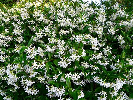 Fidan & Peyzaj - Arap Yasemin (40 - 50 cm. Boyda)  (Jasminum sambac)