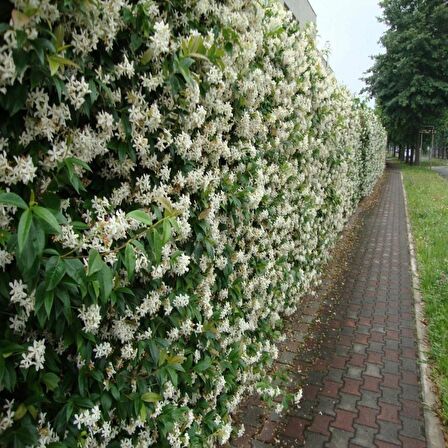 Fidan & Peyzaj - Arap Yasemin (40 - 50 cm. Boyda)  (Jasminum sambac)