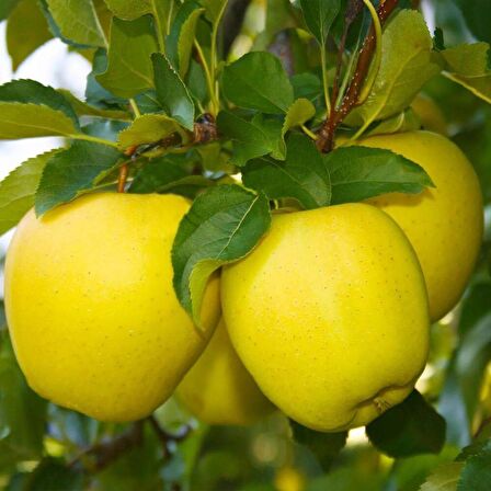 Golden Delicious Elma Fidanı (Saksılı / 150 - 160 cm.)