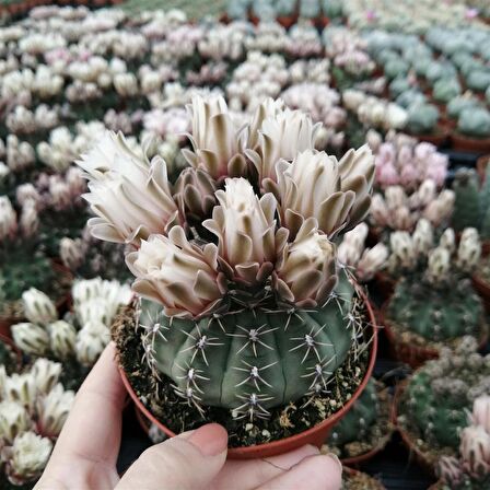 Gymnocalycium Quehlianum Kaktüs Tohumu 50 Adet + 8 cm Saksı ve Torf