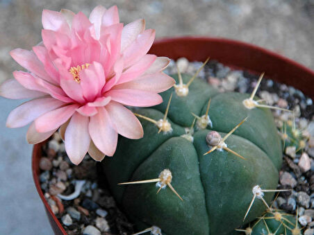 gymnocalycium Mix Kaktüs Tohumu 50 Adet