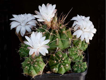 gymnocalycium Mix Kaktüs Tohumu 50 Adet