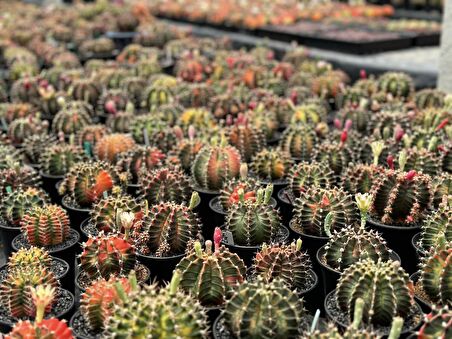 100 Adet Gymnocalycium Variegata Tohumu + 3 Adet 8 Cm 'lik Saksı ve Çimlendirme Torfu