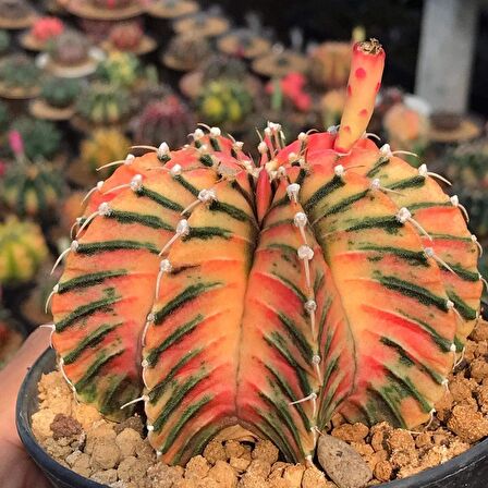 100 Adet Gymnocalycium Variegata Tohumu + 3 Adet 8 Cm 'lik Saksı ve Çimlendirme Torfu