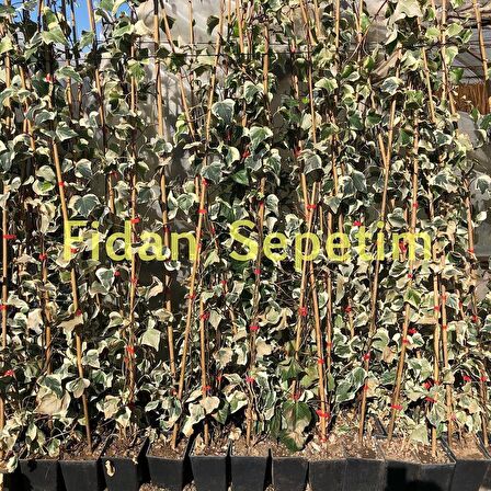 10 adet Hedera Helix Orman Duvar Sarmaşığı Fidanı Paketi (Alaca)