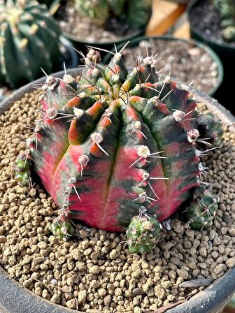 20 Adet Gymnocalycium Variegate Tohumu+8 Cm Saksı + Klasmann Torf (kaktüs tohumu)