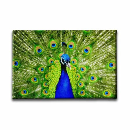 Beyaz Kedi Dekoratif Kanvas Duvar Tablosu